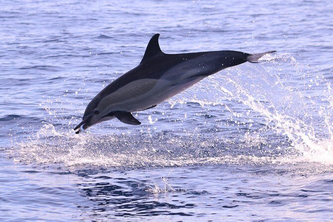 Whale and Dolphin Watching in Calheta, Madeira Island - FAQ