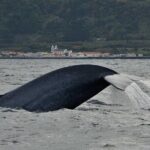 Whale and Dolphin Watching in Pico Island - Half Day - The Experience: What to Expect on Your Pico Island Marine Tour