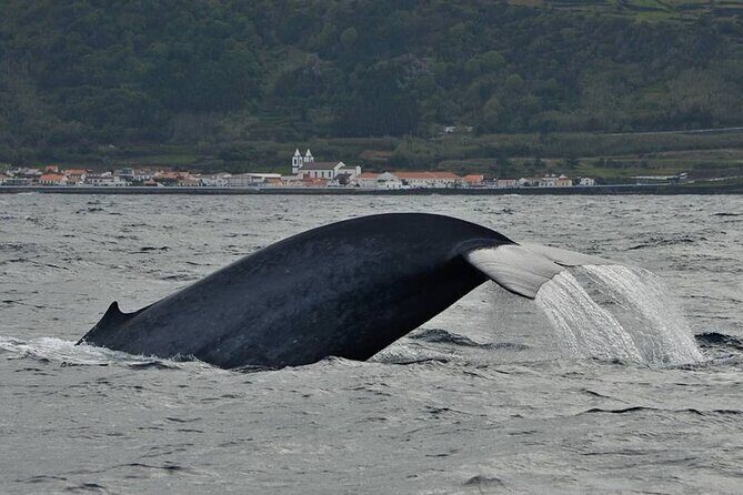 Whale and Dolphin Watching in Pico Island - Half Day - The Experience: What to Expect on Your Pico Island Marine Tour