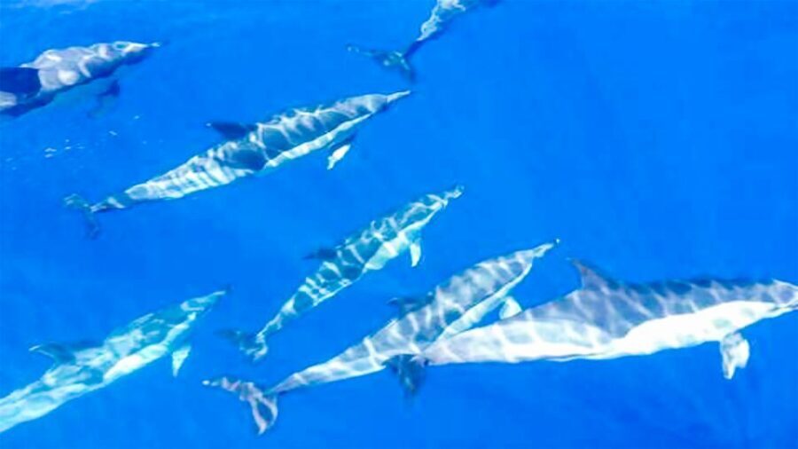 Whale and Dolphin Watching Sailing Tour  Los Gigantes (3H) - Who Will Love This Tour?