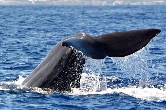 Whale and Dolphin Watching Tour from Funchal - Why Travelers Love This Tour
