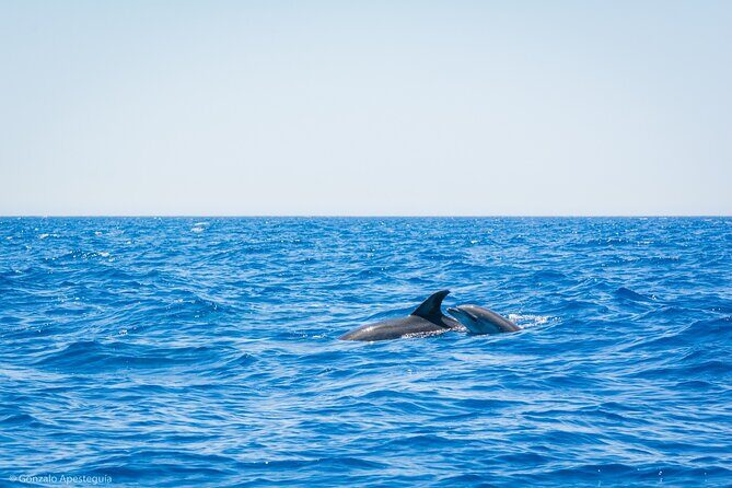 Whale & Dolphin Observation on Silent Catamaran with Hydrophone - Who Will Love This Tour?