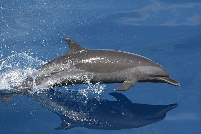 Whale & Dolphin Watching in Tenerife (Puerto Colon) On a Large Catamaran - Who Should Consider This Tour?