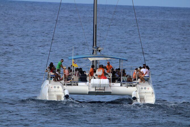 Whale & Dolphin Watching With Mustcat Virgin Coast Trip On a Large Catamaran - FAQ