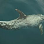 Whale watching - FAQ