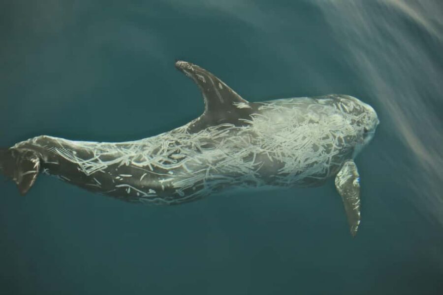 Whale watching - FAQ