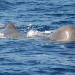 Whale Watching Activity in North Coast - A closer look at the experience