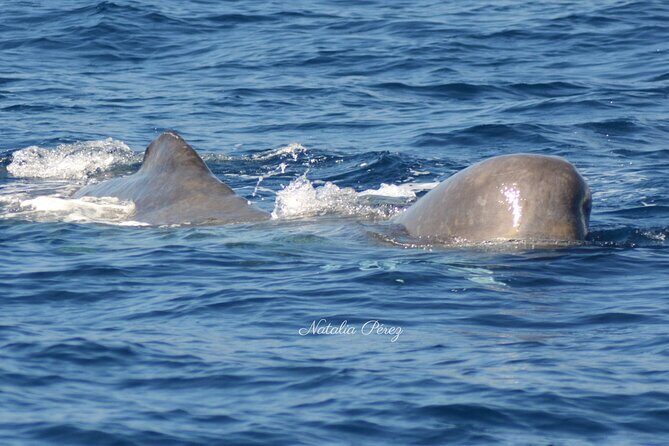 Whale Watching Activity in North Coast - A closer look at the experience