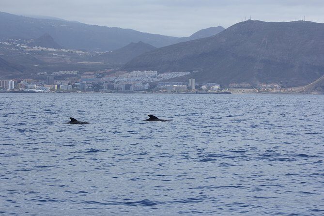 Whale Watching and Marine Science Tour - In-Depth Breakdown of the Experience
