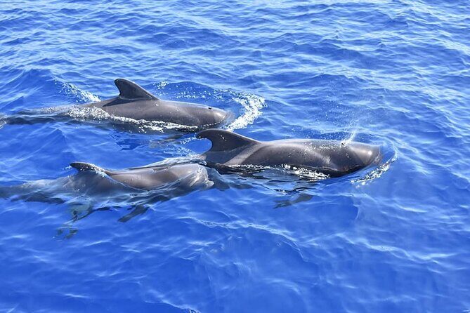Whale Watching Catamaran to Los Gigantes & Masca (Including drinks & warm lunch) - Frequently Asked Questions