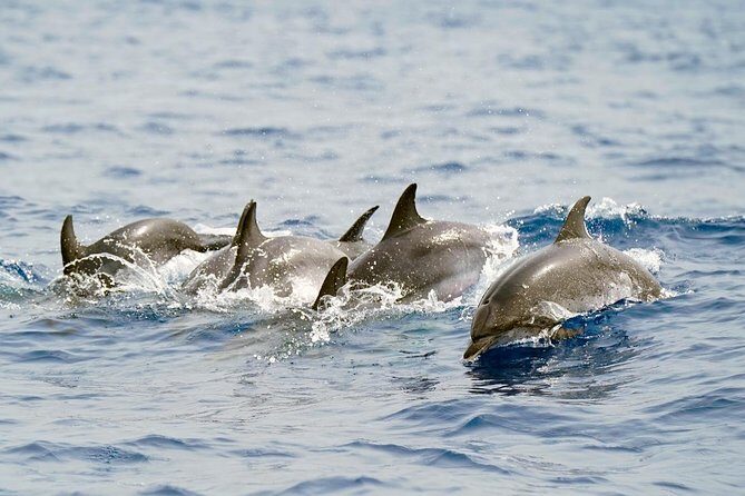 Whale Watching Eco-Adventure from Costa Adeje - Who Will Love This Tour?