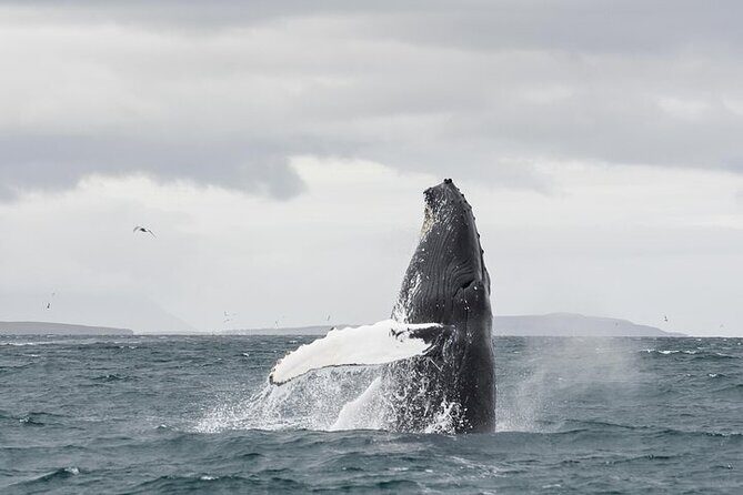 Whale Watching from Downtown Akureyri - The Sum Up