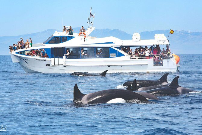 Whale Watching - Final Thoughts