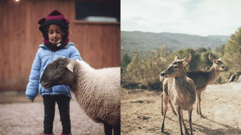 Wild Forest Reserve Foundation - Caregiver for a day - FAQs