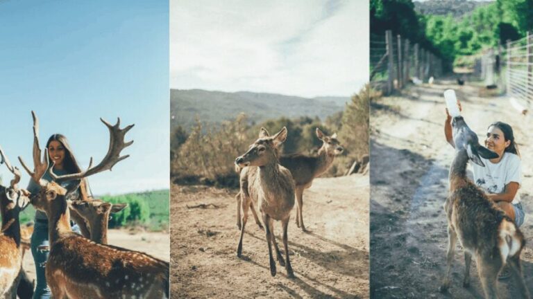 Wild Forest Reserve Foundation - Visit - Why This Tour Matters for Travelers