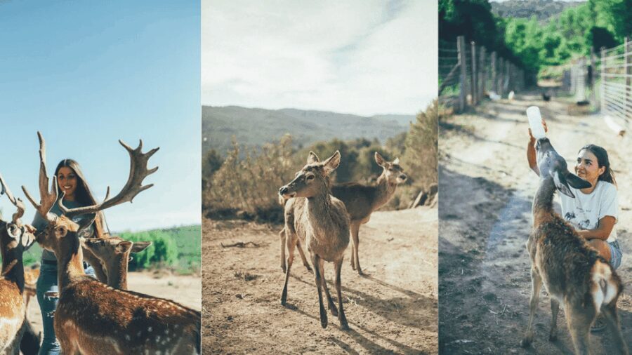 Wild Forest Reserve Foundation - Visit - Why This Tour Matters for Travelers