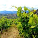Wine and Food of Crete, Heraklion - Why This Tour Fits Well