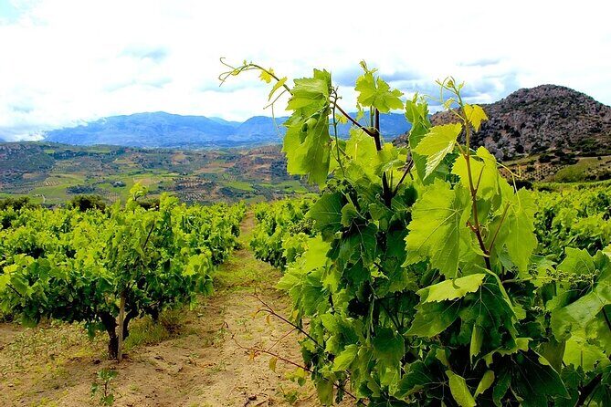 Wine and Food of Crete, Heraklion - Why This Tour Fits Well