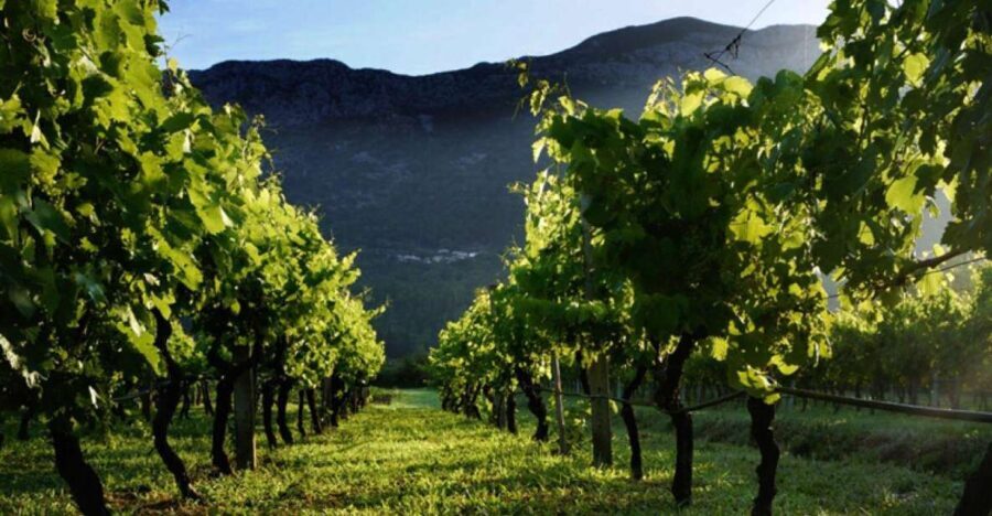 Wine tasting on Peninsula Peljeac wine tour from Dubrovnik