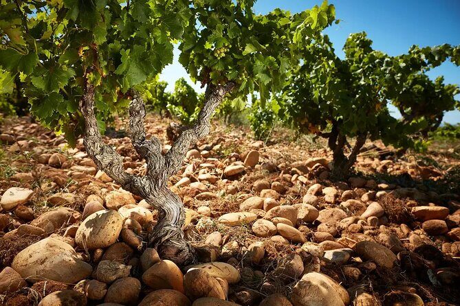 Wine Tasting Tour at Châteauneuf du Pape - Authenticity and Expertise: Insights from Travelers