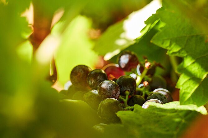 Wine Tasting Tour in Algarve Winery - Practical Information and Tips