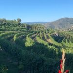 Winery Tour and Wine Tasting Quinta da Portela de Baixo in Lamego - The Sum Up