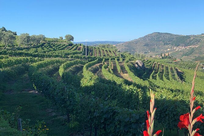 Winery Tour and Wine Tasting Quinta da Portela de Baixo in Lamego - The Sum Up