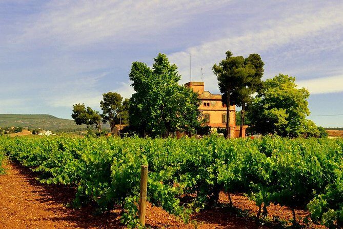 Winery Tour with Private Luxury Vehicle from Barcelona with Hotel pick up - Why This Tour Offers Great Value