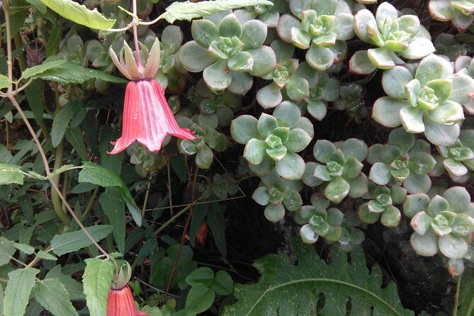 Wonderful hike through the Magic Forest of Tenerife - The Value of This Experience