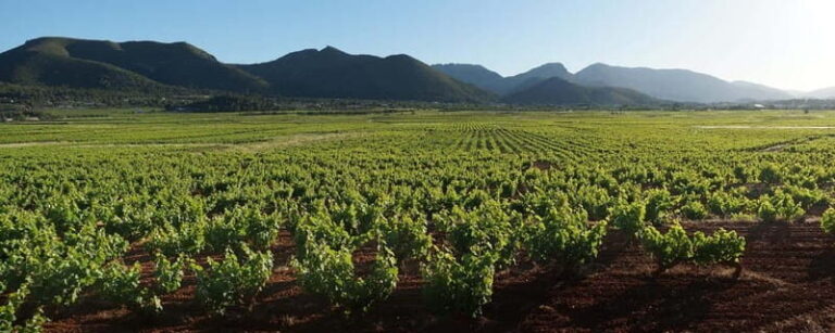 Xalo: Vineyard Tour with Wine Tasting and Snacks - A Balanced Look — Pros and Cons