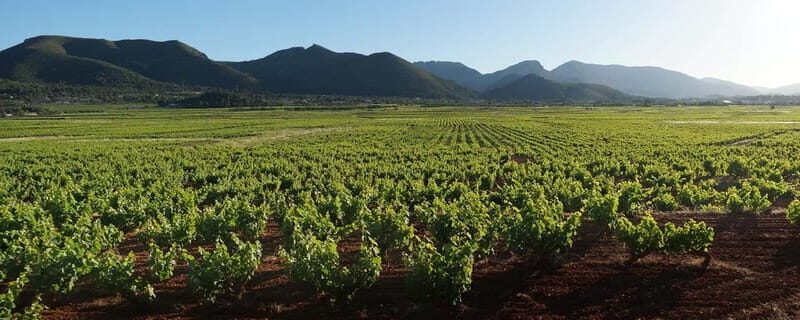 Xalo: Vineyard Tour with Wine Tasting and Snacks - A Balanced Look — Pros and Cons