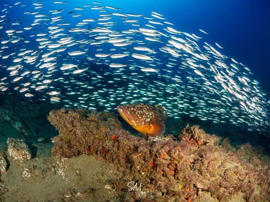 Your first introductory dive in Lanzarote with FREE photos. - Practical Considerations & Who Should Book
