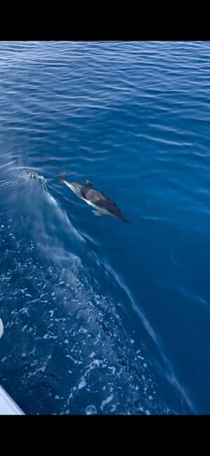 Zadar: Sveti Filip i Jakov Dolphin Watching Morning Tour - Why the Dolphins Matter and What You’ll Feel
