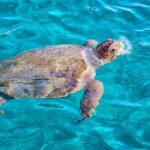 Zakynthos Small Boat Tour to Keri Mizithres and Marathonisi - Who is This Tour Best For?
