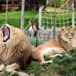 Zoo Of Beauval - Private Trip - Realistic Expectations and Practical Tips