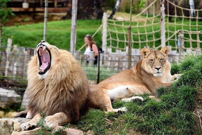 Zoo Of Beauval - Private Trip - Realistic Expectations and Practical Tips
