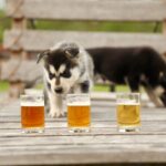 1.5-Hour Beer and Puppies Guided Experience in Fairbanks - An In-Depth Look at the Fairbanks Puppy and Beer Tour