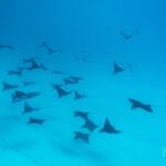 1 Afternoon Dive for Certified Divers in Bora Bora - FAQ