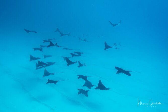 1 Afternoon Dive for Certified Divers in Bora Bora - FAQ