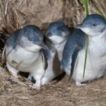 1 Day Exclusively Private Tour Of Phillip Island & The Penguin Parade - Exploring Phillip Island with a Private Guide