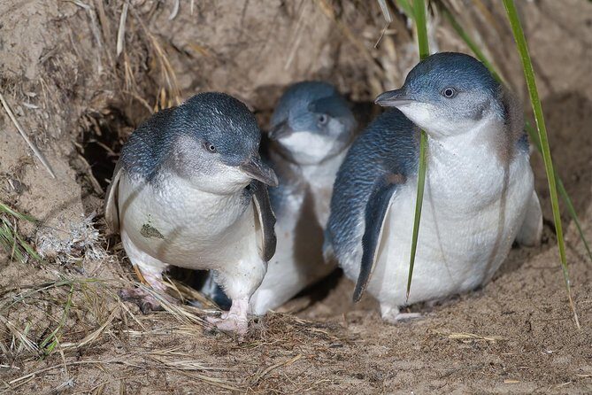 1 Day Exclusively Private Tour Of Phillip Island & The Penguin Parade - Exploring Phillip Island with a Private Guide