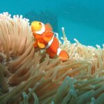 1 Day Great Barrier Reef Cruise and 10 Minute Helicopter Flight - Authentic Traveler Insights