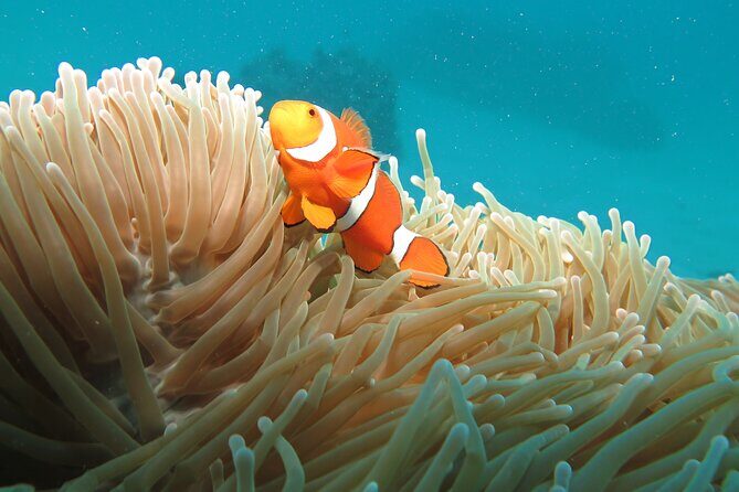 1 Day Great Barrier Reef Cruise and 10 Minute Helicopter Flight - Authentic Traveler Insights