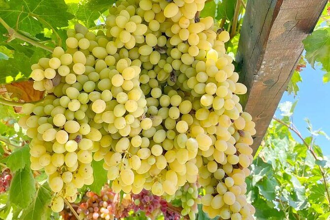 1 Day Rhodes Island Tour with Olive Oil, Honey and Wine Tasting - Final Thoughts: Is This Tour Right for You?