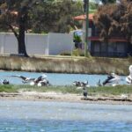 1 Hour Deluxe Scenic Dolphin Cruise - The Sum Up: Is This Cruise Worth It?