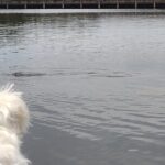 1-Hour Single Kayak Rental with Manatee & Dolphin sightings - Why This Kayak Rental Offers Good Value