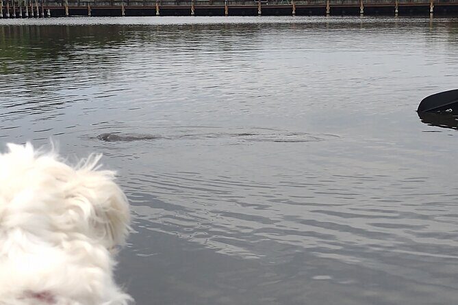 1-Hour Single Kayak Rental with Manatee & Dolphin sightings - Why This Kayak Rental Offers Good Value