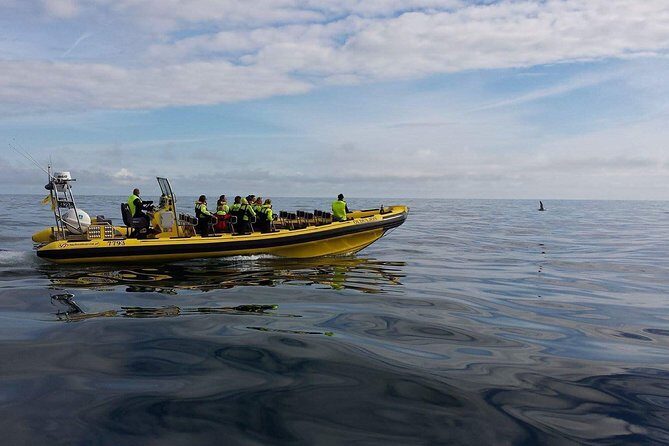 1-Hour Small Group Sightseeing Boat Tour in Vestmannaeyjar - Practical Details and Value