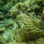 1-Hour Snorkeling Tour in Paraggi Bay, Portofino - The Sum Up: Is This Snorkeling Tour Right for You?