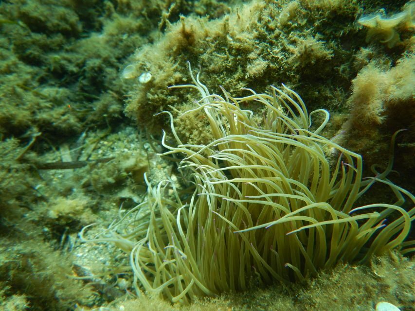 1-Hour Snorkeling Tour in Paraggi Bay, Portofino - The Sum Up: Is This Snorkeling Tour Right for You?